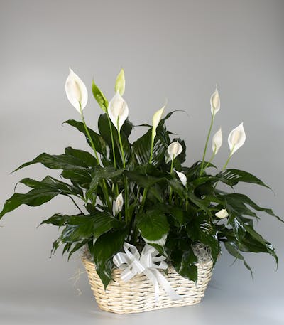 Product Image - Seithel's Double Peace Lily in White Basket