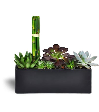 Product Image - Succulent Zen Oasis™